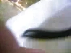 স্বামী ও বাংলাচোদা চ ...