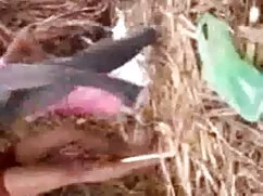 সুন্দরী বালিকা, জোর  ...