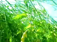 বাঁড়ার রস খাবার চোদ ...